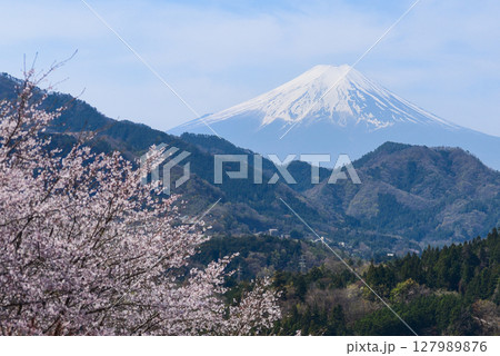 お伊勢山の桜と富士山 お伊勢山の桜と富士山 127989876