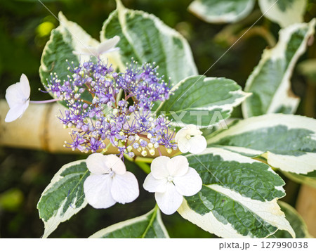 斑入りの葉のガクアジサイ 127990038