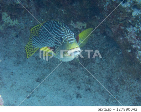 アヤコショウダイ 127990042