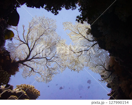 イソバナ 127990154