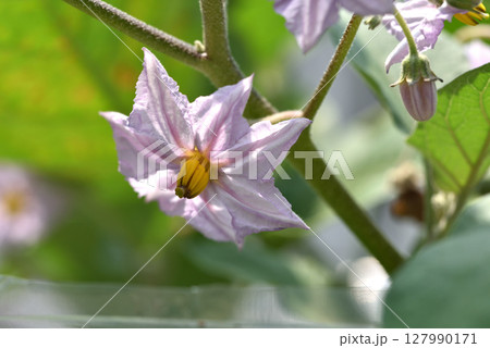 淡い紫色が綺麗なナスの花 淡い紫色が綺麗なナスの花 127990171