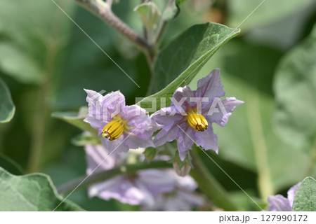 淡い紫色が綺麗なナスの花 淡い紫色が綺麗なナスの花 127990172