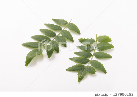 山椒の葉 山椒の葉 127990182