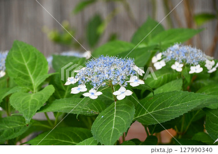 ヤマアジサイ「白甘茶」Hydrangea serrata "Shiroamacha" ヤマアジサイ「白甘茶」Hydrangea serrata "Shiroamacha" 127990340