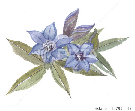 水彩で描いたリンドウの花 水彩で描いたリンドウの花 127991115