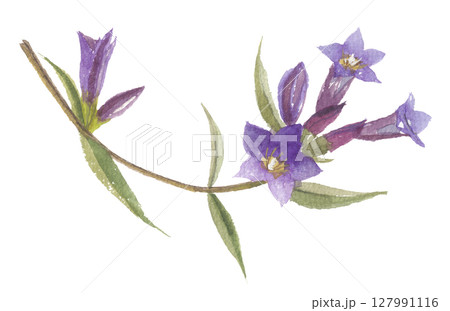 水彩で描いたリンドウの花 127991116
