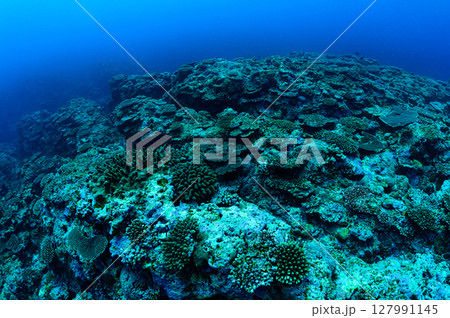 西表島の海　ダイビングの風景 127991145
