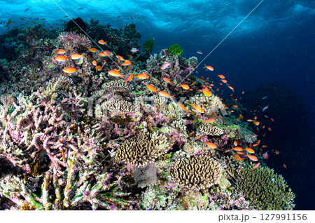 西表島の海　ダイビングの風景 127991156