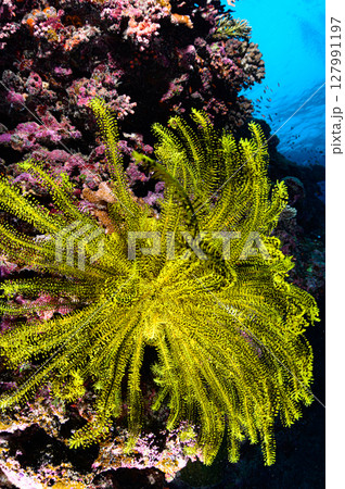 西表島の海　ダイビングの風景 127991197