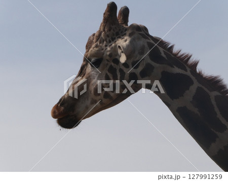 歩くキリン 127991259