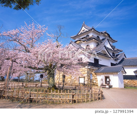 「国宝」彦根城・天守と満開の桜/日本100名城/琵琶湖国定公園 127991394