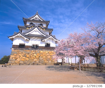 「国宝」彦根城・天守と満開の桜/日本100名城/琵琶湖国定公園 127991396