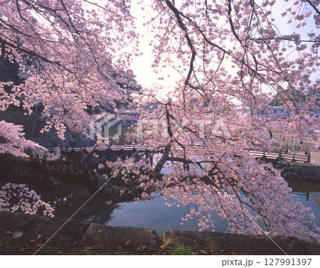 「国宝」彦根城・大手門橋と満開の桜/日本100名城/琵琶湖国定公園 127991397