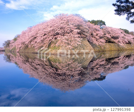 「国宝」彦根城・お堀と水面が鏡のようになり映り込む満開の桜（いろは松より）/日本100名城 127991398