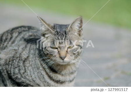 かなり睨んでいる猫 127991517