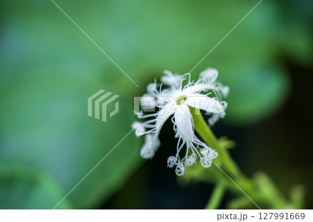 蛇瓜の花 蛇瓜の花 127991669