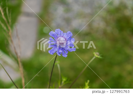 青い松虫草 青い松虫草 127991763