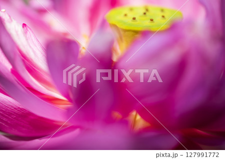 美しいピンクのハスの花のアップ 美しいピンクのハスの花のアップ 127991772