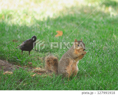 Squirrel Eating Nut in Green Grass Squirrel Eating Nut in Green Grass 127991918