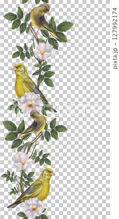 Vertical watercolor seamless border of rosehip flowers, branches, leaves and greenfinch birds. Illustration isolated on white background. Seamless vertical border pattern for long projects design  127992174