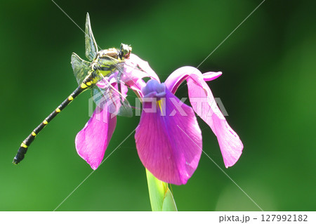 ハナショウブの花に止まるコオニヤンマ（オス） 127992182