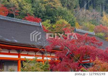 秋の清水寺 紅葉に包まれた境内 秋の清水寺 紅葉に包まれた境内 127992249