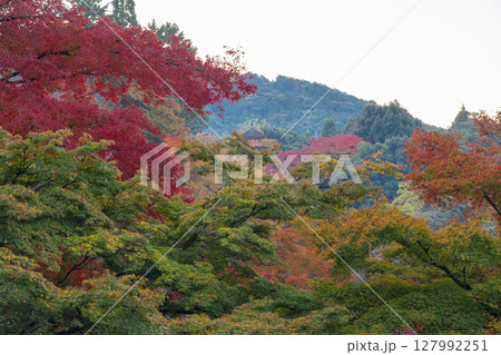 秋の清水寺 紅葉に包まれた子安塔 秋の清水寺 紅葉に包まれた子安塔 127992251