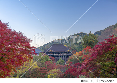 紅葉の季節　清水寺　本堂 127992267