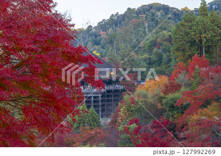 紅葉の季節　清水寺　本堂 127992269
