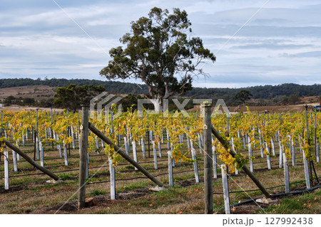 Gum tree  in the vineyard - Cranbrook 127992438