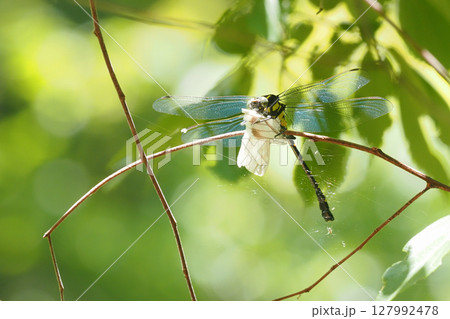 スジグロシロチョウを捕食中のコオニヤンマ（オス） 127992478
