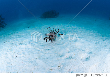 西表島の海　ダイビングの風景 127992504