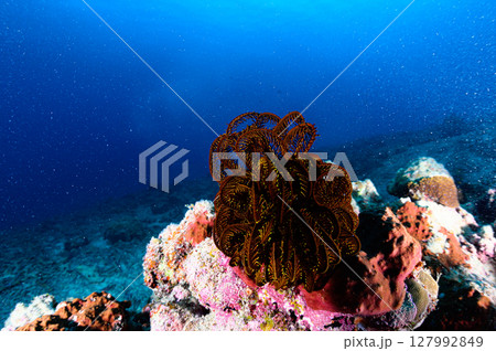 西表島の海　ダイビングの風景 127992849