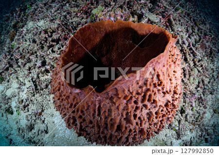 西表島の海　ダイビングの風景 127992850