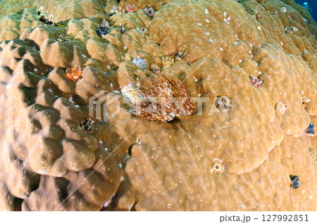 西表島の海 ダイビングの風景 西表島の海 ダイビングの風景 127992851