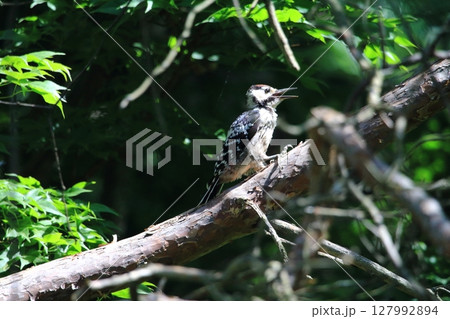 北海道の野鳥 アカゲラの幼鳥 若鳥 北海道の野鳥 アカゲラの幼鳥 若鳥 127992894