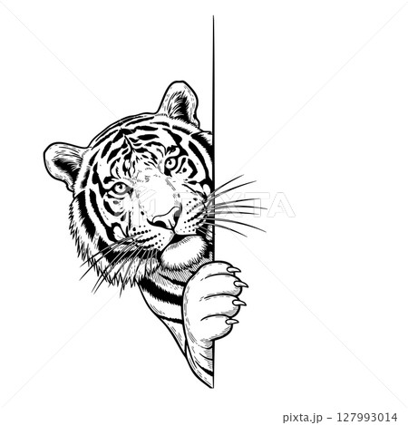 Vector illustration of a majestic tiger peeking around a corner. Wildlife Animals. 127993014