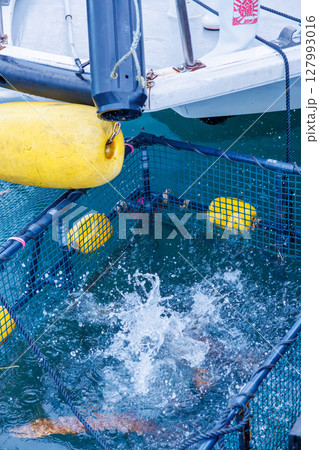ウツボ漁で獲られたウツボを生け簀に放す瞬間。 ヒリゾ浜中木南伊豆町伊豆半島静岡県2024 127993016