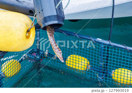 ウツボ漁で獲られたウツボを生け簀に放す瞬間。 ヒリゾ浜中木南伊豆町伊豆半島静岡県2024 127993019