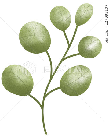 drawing leaf of green plant isolated 127993107