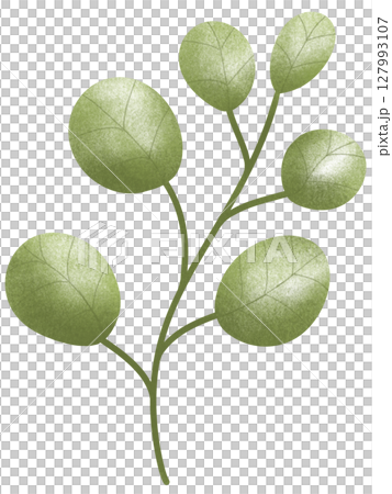 drawing leaf of green plant isolated 127993107