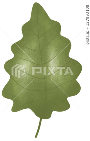 drawing leaf of green plant isolated drawing leaf of green plant isolated 127993108