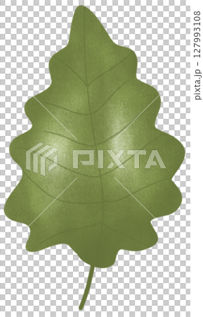 drawing leaf of green plant isolated drawing leaf of green plant isolated 127993108