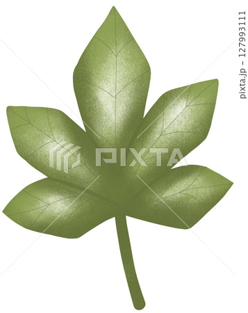 drawing leaf of green plant isolated drawing leaf of green plant isolated 127993111