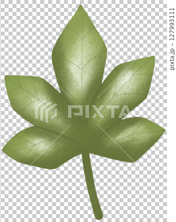 drawing leaf of green plant isolated drawing leaf of green plant isolated 127993111
