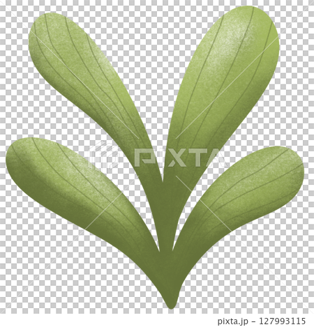 drawing leaf of green plant isolated drawing leaf of green plant isolated 127993115