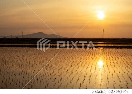 角田山と水田に写る夕焼け　新潟市南区 127993145