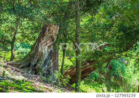 奈良公園の樹林風景 127993239