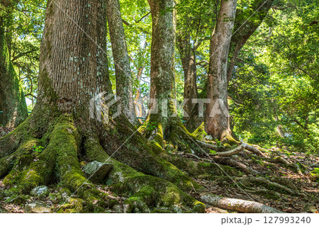 奈良公園の樹林風景 127993240