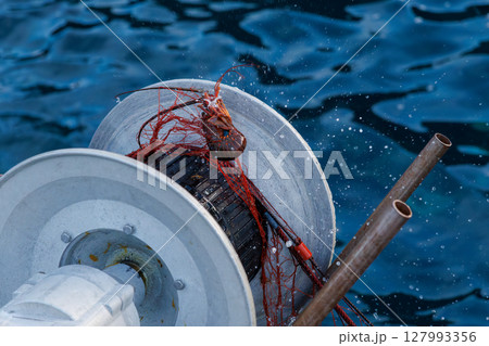 本命のイセエビが穫れた。 伊勢海老の刺し網漁に同船した。 伊豆半島賀茂郡南伊豆町中木ヒリゾ浜2024 127993356